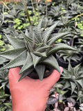 Haworthia Limifolia in ceramic pot