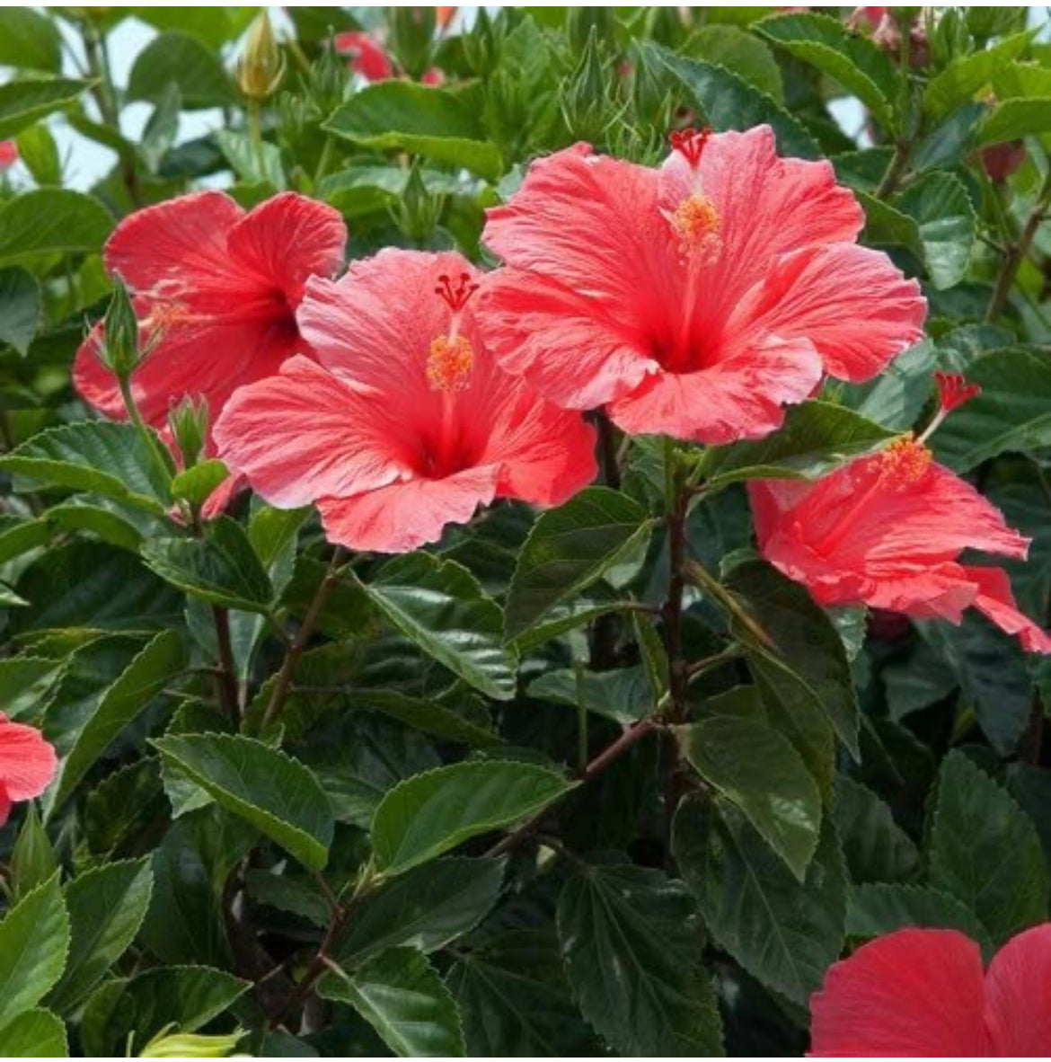 Hibiscus flowering plant