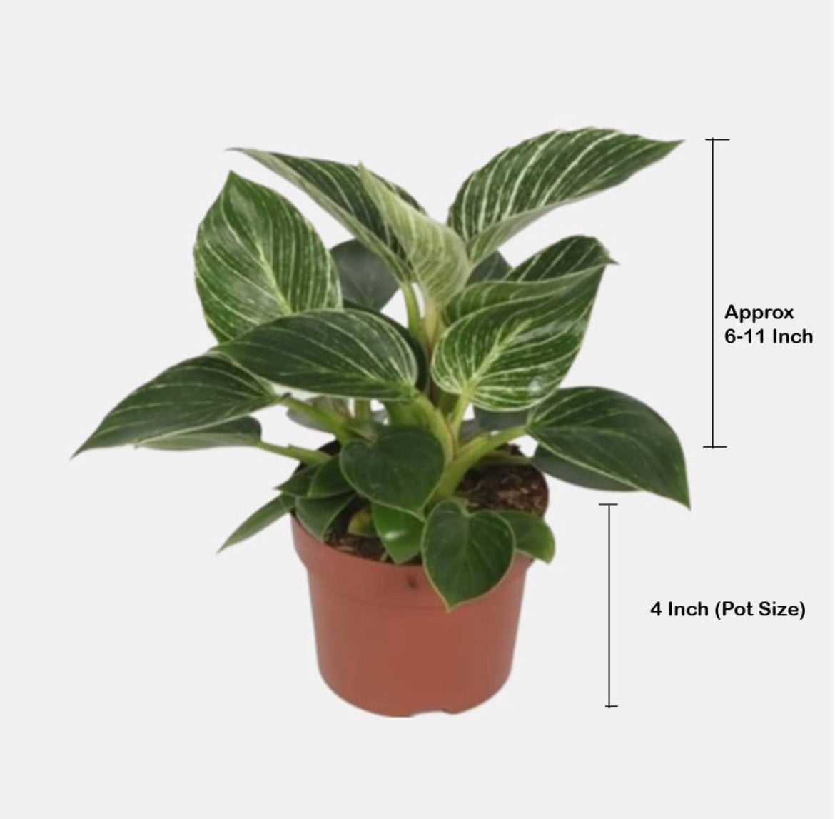 Philodendron Birkin air-purifying plant