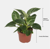 Philodendron Birkin air-purifying plant