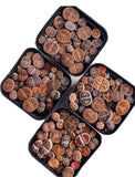 Lithops - living stone plant set