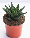 Haworthia Limifolia in ceramic pot