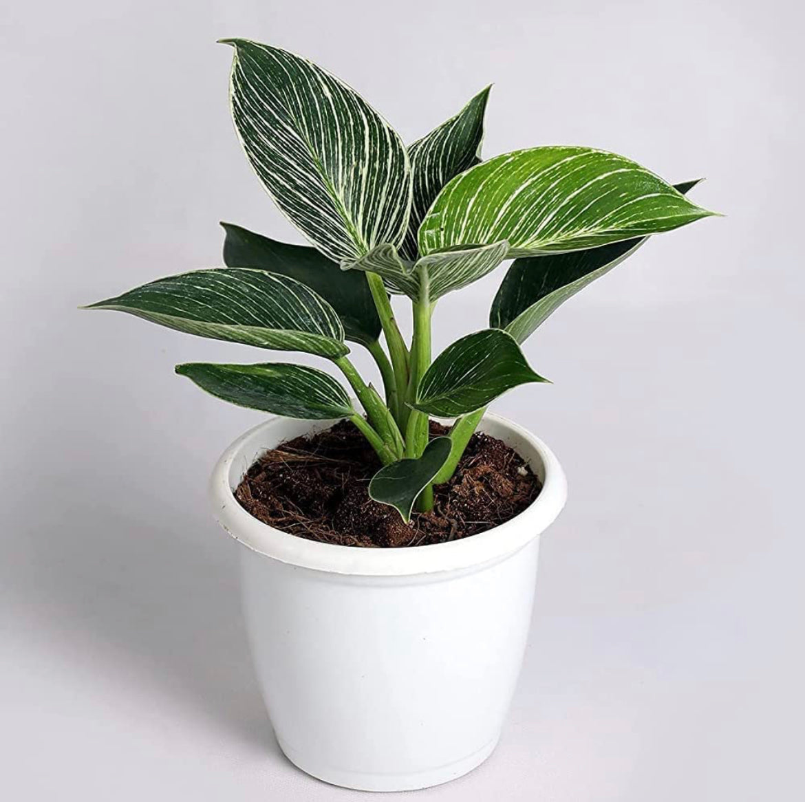 Philodendron Birkin air-purifying plant