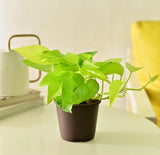 Golden pothos - money plant