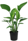 Strelitzia – Bird of Paradise plant
