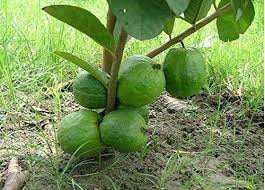 Taiwan pink guava (Amrud) plant
