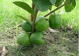 Taiwan pink guava (Amrud) plant