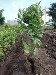 Taiwan pink guava (Amrud) plant