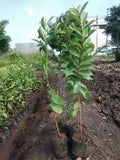 Taiwan pink guava (Amrud) plant