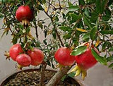 Ganesh variety pomegranate plant