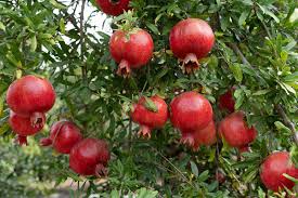 Ganesh variety pomegranate plant