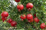 Ganesh variety pomegranate plant