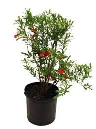 Anar Bhagwa pomegranate fruit tree