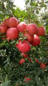 Anar Bhagwa pomegranate fruit tree