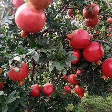 Anar Bhagwa pomegranate fruit tree