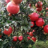 Anar Bhagwa pomegranate fruit tree