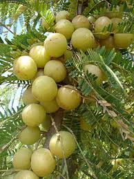 Amla plant for home garden