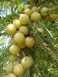 Amla plant for home garden