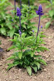 Salvia flowering plant for garden