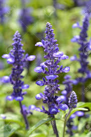 Salvia flowering plant for garden