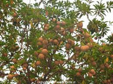 Sapatu medium fruit tree