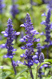 Salvia flowering plant for garden