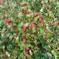 Small variety apple jujube plant