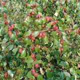 Small variety apple jujube plant