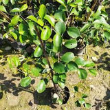 Large apple ber tree