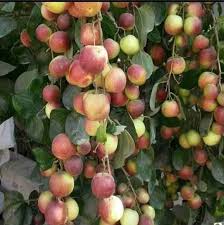 Large apple ber tree