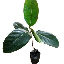Pink jackfruit tree sapling