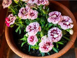 Carnation flowering plant