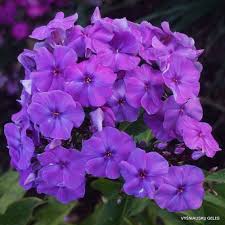 Phlox plant with colorful flowers