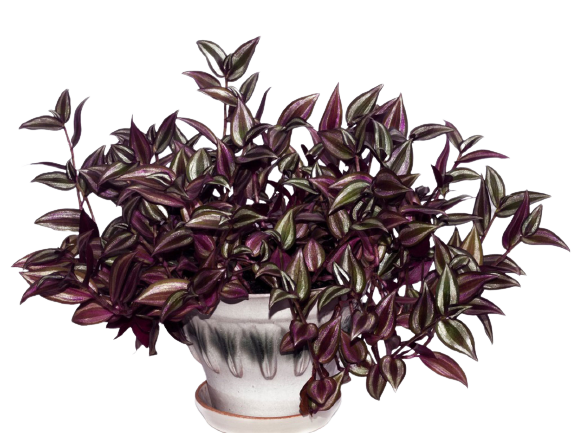 Indoor plant set for dark rooms
