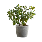Set of 4 air purifying indoor plants