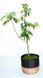 Litchi tree sapling for planting