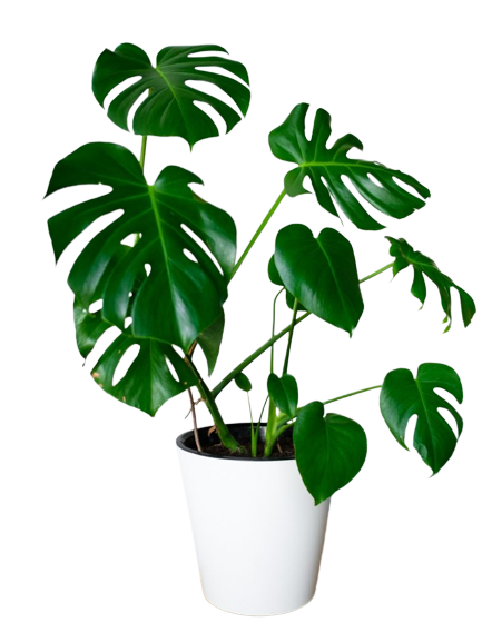 Exquisite plant combo - set of 4