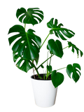 Exquisite plant combo - set of 4