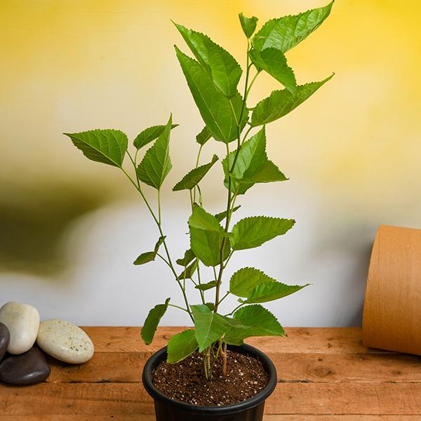 Mulberry fruit plant for garden