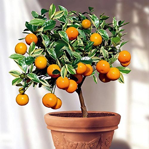 Orange fruit tree plant