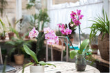 Purple orchid flowering plant