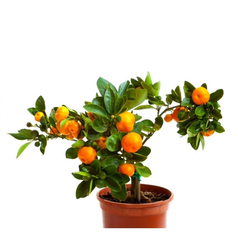 Orange fruit tree plant