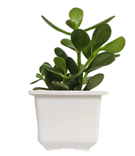 Exquisite plant combo - set of 4