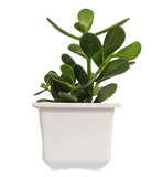 Exquisite plant combo - set of 4