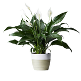 Feng Shui plant gift combo