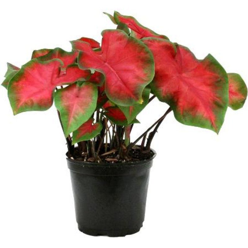 Red ruffle caladium plant
