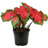 Red ruffle caladium plant