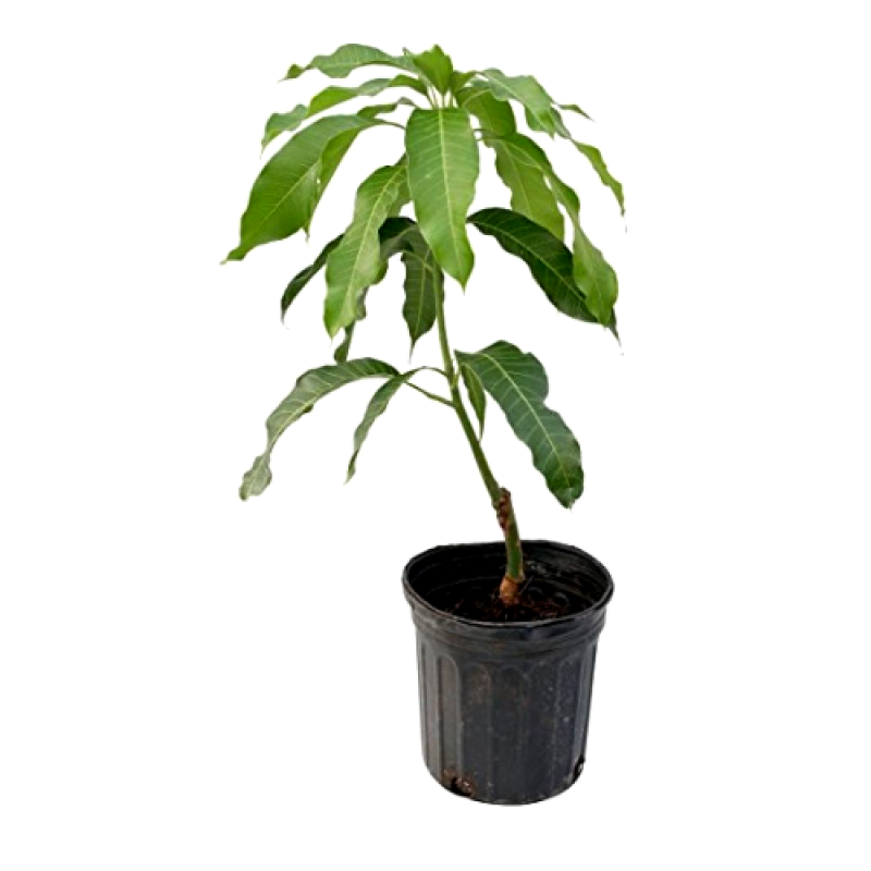 Live mango plant for garden or pot