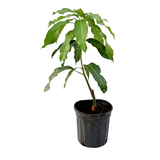 Live mango plant for garden or pot