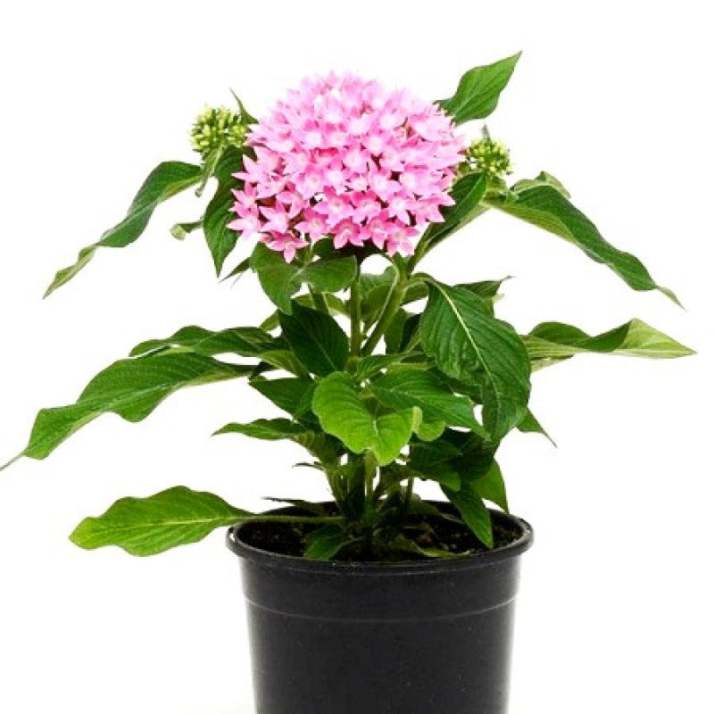 Pentas pink flowering plant